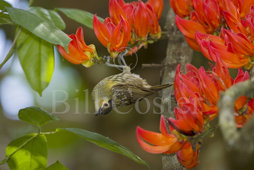 Macleay's Honeyeater 