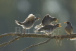 Noisy Miner