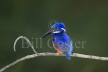 Azure Kingfisher