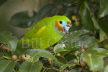 Double-eyed Fig Parrot