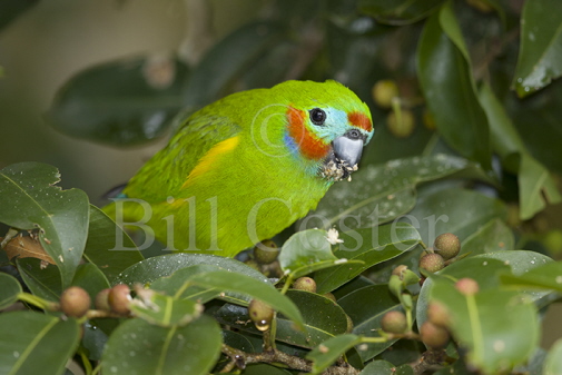 Double-eyed Fig Parrot