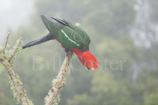 Australian King Parrot