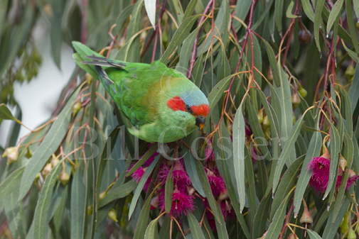Musk Lorikeet
