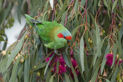 Musk Lorikeet