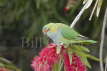 Purple-crowned Lorikeet