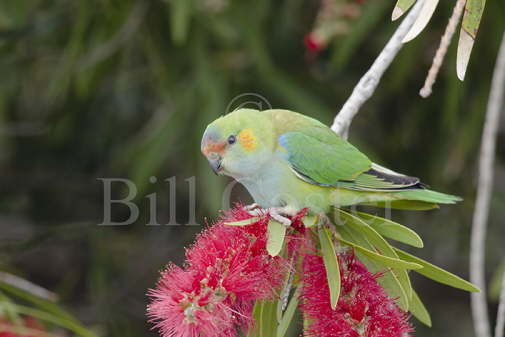 Purple-crowned Lorikeet