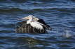 Australian Pelican