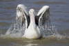 Australian Pelican Washing