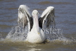 Australian Pelican
