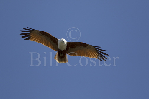 Brahminy Kite