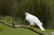 Grey Goshawk white morph 