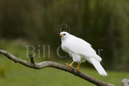 Grey Goshawk white morph 