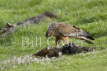 Swamp Harrier 