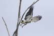 White-bellied Sea-eagle