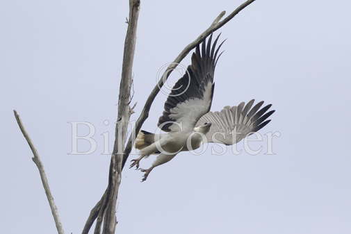 White-bellied Sea-eagle