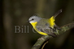 Eastern Yellow Robin