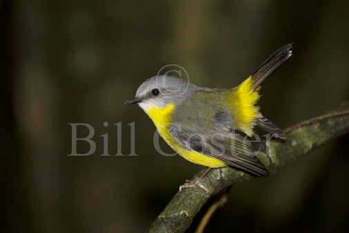 Eastern Yellow Robin