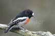 Scarlet Robin