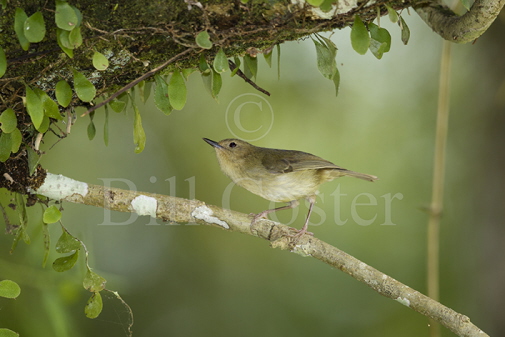 Large-billed Gerygone