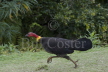 Australian Brush Turkey