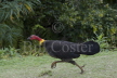 Australian Brush-turkey