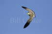 Masked Lapwing