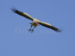 King Vulture
