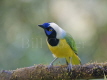 Inca Jay