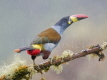 Grey Breasted Mountain Toucan