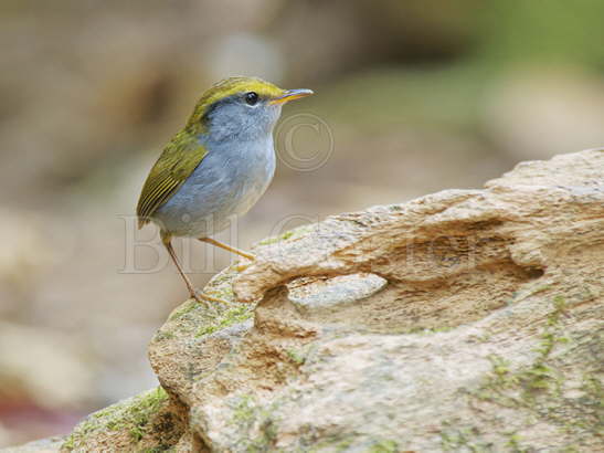 Grey-bellied Tesia