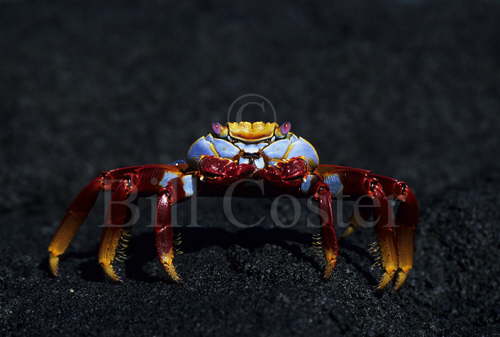 Sally Lightfoot Crab