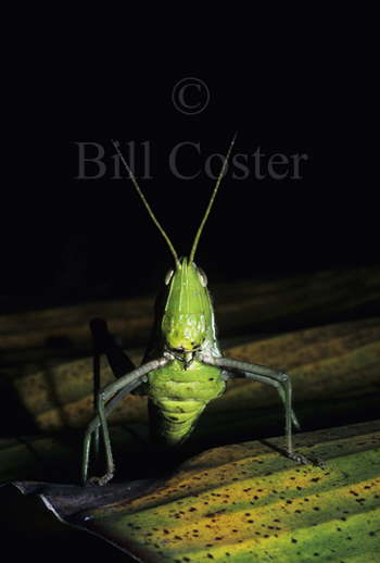 Giant Grasshopper