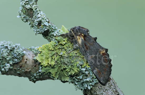 Iron Prominent Moth