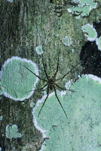 Spider on Rainforest Trunk
