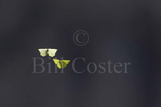 Brimstone Butterflies dance