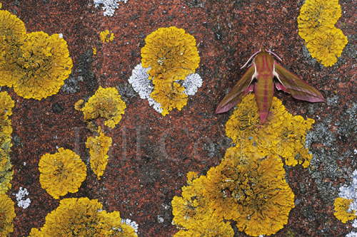 Elephant Hawk Moth and Lichens