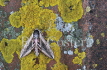 Privet Hawkmoth