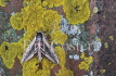 Privet Hawk Moth