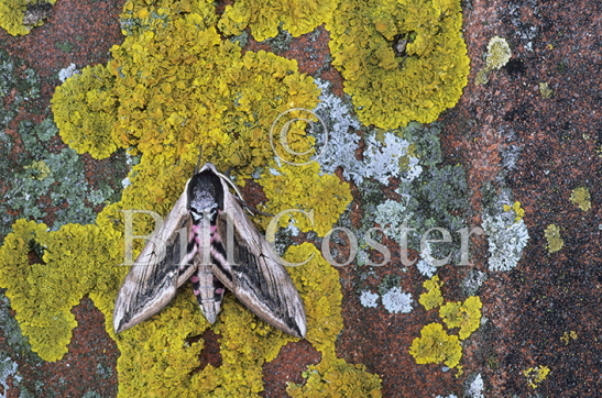 Privet Hawk Moth