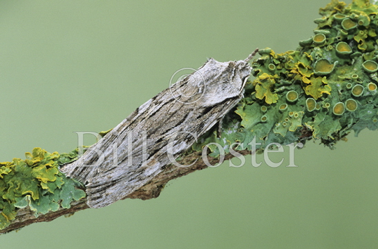 Blair's Shoulder Knot Moth