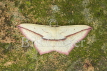 Bloodvein Moth