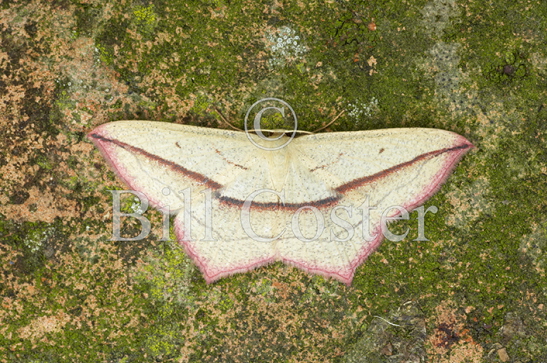 Blood Vein Moth