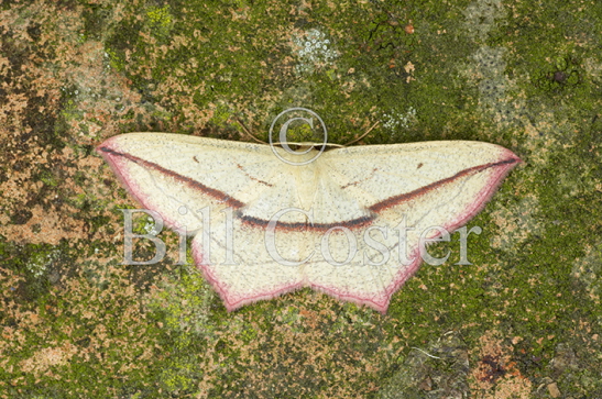 Bloodvein Moth