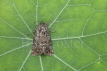 Straw Underwing Moth