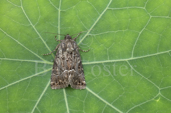 Straw Underwing Moth