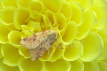 Sallow Moth