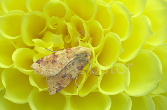 Sallow Moth