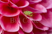 Green Shield Bug in Dahlia Flower