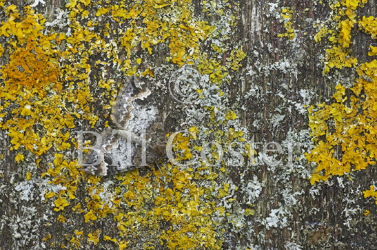 Common Marbled Carpet Moth