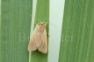 Mathew's Wainscot Moth